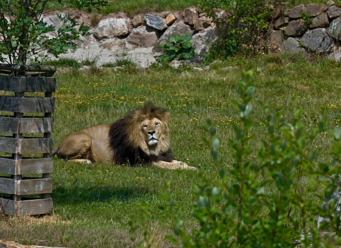 Löwe