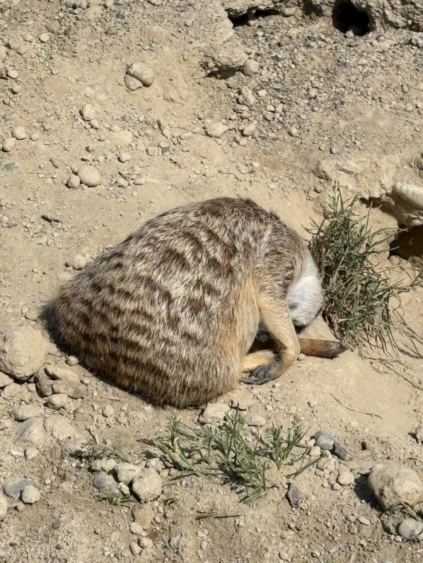 Erdmännchen